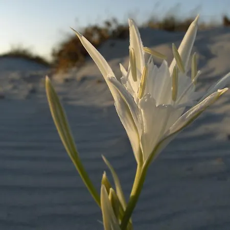 Su Briglioni Affitti Brevi テウラーダ